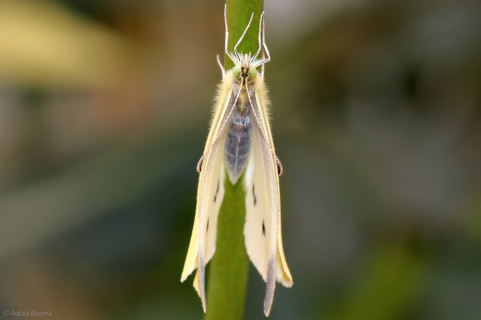 Pieris rapae